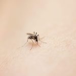 Virus du Nil occidental : le Gard identifie ses deux premiers cas autochtones de l'année, 15 cas identifiés en France en 2024
Deux habitants du Gard ont contracté le virus du Nil occidental. Au total 15 cas autochtones ont été détectés en France depuis le début de l'année.