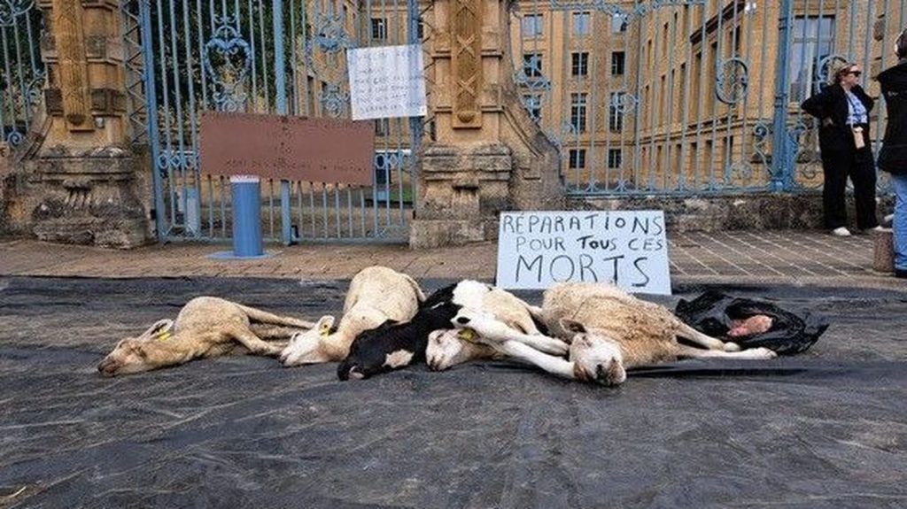 Fièvre catarrhale : des éleveurs en colère déposent des carcasses d'animaux devant la préfecture des Ardennes pour dénoncer la gestion de l'épidémie
Ils reprochent au gouvernement de ne pas avoir suffisamment anticipé la vaccination des bêtes et réclament des aides financières de la part de l'État, rapporte France Bleu Champagne-Ardenne.