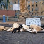Fièvre catarrhale : des éleveurs en colère déposent des carcasses d'animaux devant la préfecture des Ardennes pour dénoncer la gestion de l'épidémie
Ils reprochent au gouvernement de ne pas avoir suffisamment anticipé la vaccination des bêtes et réclament des aides financières de la part de l'État, rapporte France Bleu Champagne-Ardenne.