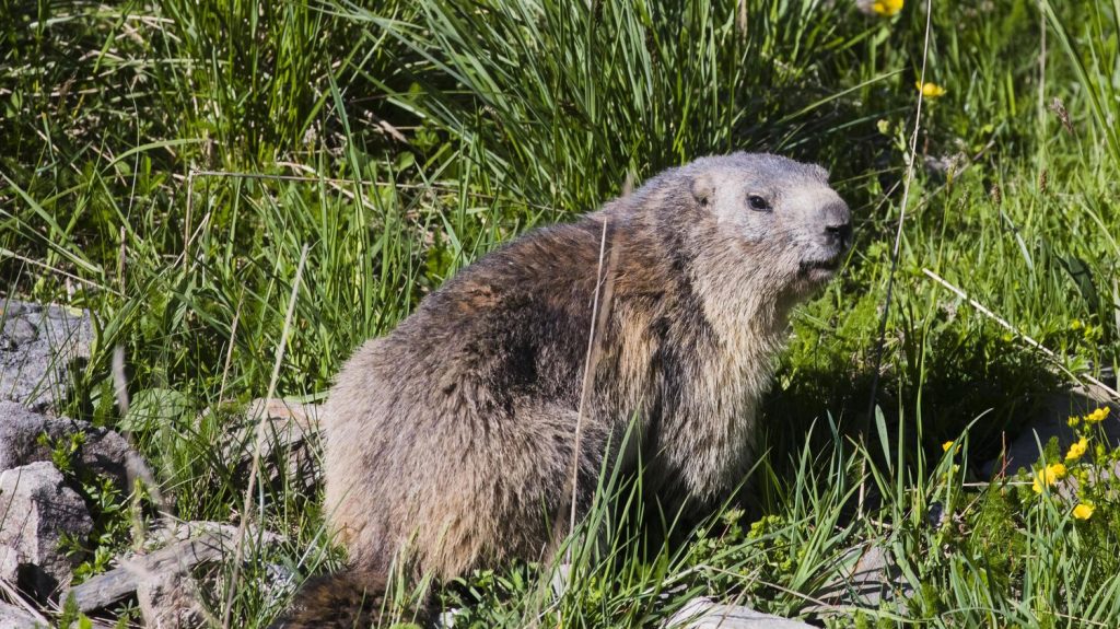 Des militants de la cause animale se mobilisent pour faire interdire la chasse à la marmotte
Plusieurs centaines de marmottes ont été tuées en 2023 en Savoie, selon la revue de la Fédération de chasse.