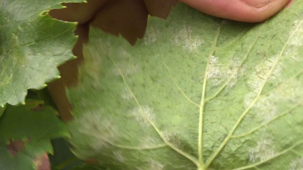 Vendanges : le mildiou menace la production
Dans le Jura, après les importantes pluies de printemps, les vignerons prévoient une perte moyenne de 30% de leur production en raison du mildiou.