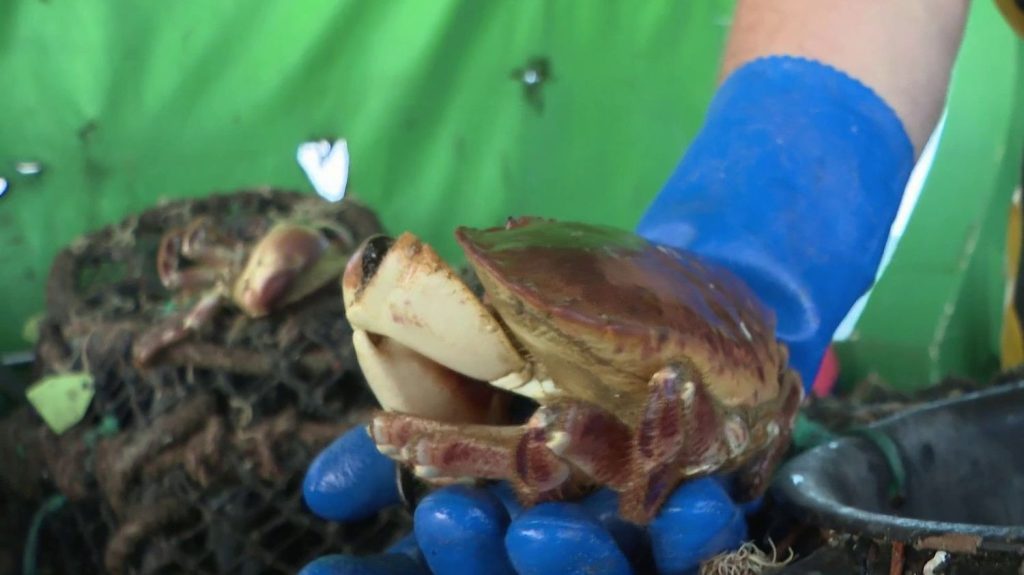 Pêche : la mystérieuse raréfaction du tourteau dans les eaux françaises
Les pêcheurs de tourteaux rentrent souvent bredouilles. Depuis 2018, le crabe se fait rare, à tel point que les captures ont été divisées par quatre. Une enquête scientifique a été lancée pour expliquer ce phénomène.
