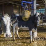 Pour les éleveurs français, la réduction de collecte de lait de Lactalis est vécue comme une "déflagration" assure le patron de la FNSEA
Lactalis prévoit de réduire de près de 10% ses achats de lait aux producteurs, dans un projet de réduction des exportations à l'étranger. Le gouvernement a promis de réagir.