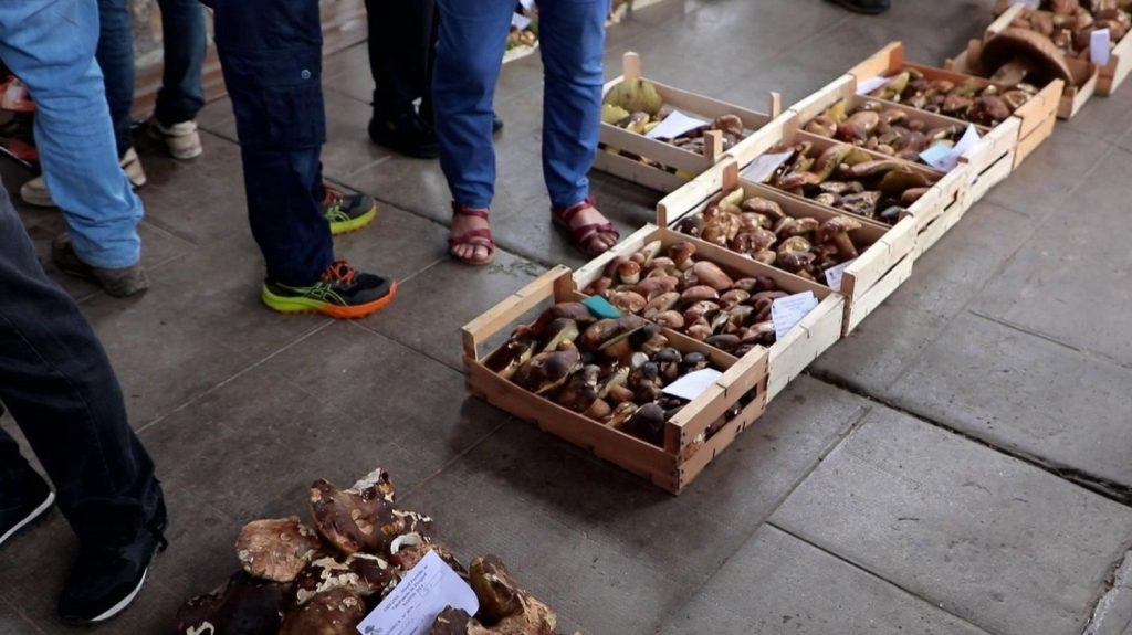 Dordogne : à Villefranche-du-Périgord, le retour du cèpe fait fureur auprès des adeptes
Les quantités s'étaient amenuisées : le cèpe fait son grand retour sur les étals de Dordogne. Reportage à Villefranche-du-Périgord, où les amateurs se sont donnés rendez-vous pour l'ouverture officielle du marché.