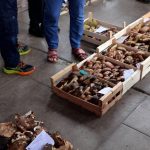 Dordogne : à Villefranche-du-Périgord, le retour du cèpe fait fureur auprès des adeptes
Les quantités s'étaient amenuisées : le cèpe fait son grand retour sur les étals de Dordogne. Reportage à Villefranche-du-Périgord, où les amateurs se sont donnés rendez-vous pour l'ouverture officielle du marché.