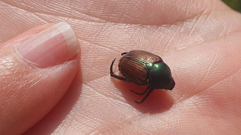 Reportage
"Ils vont faire de gros dégâts localement sur les cultures" : appel à la vigilance des autorités françaises face à l'arrivée des scarabées japonais
Des foyers ont été récemment détectés en Suisse, notamment à Bâle, tout près de la frontière avec la France. Un réseau de pièges a été installé dans le Haut-Rhin pour pouvoir les capturer.