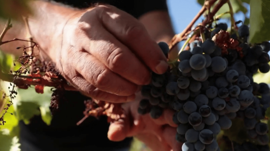 Aude : des vendanges décevantes en perspective ?
Les prévisions de production viticole 2024 sont de –18% sur un an selon le ministère de l’Agriculture. Un recul que l’on peut expliquer par le gel et la pluie pendant la floraison. En cette période vendange, la tendance à la baisse s’est confirmée, notamment dans l’Aude.