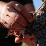 Aude : des vendanges décevantes en perspective ?
Les prévisions de production viticole 2024 sont de –18% sur un an selon le ministère de l’Agriculture. Un recul que l’on peut expliquer par le gel et la pluie pendant la floraison. En cette période vendange, la tendance à la baisse s’est confirmée, notamment dans l’Aude.
