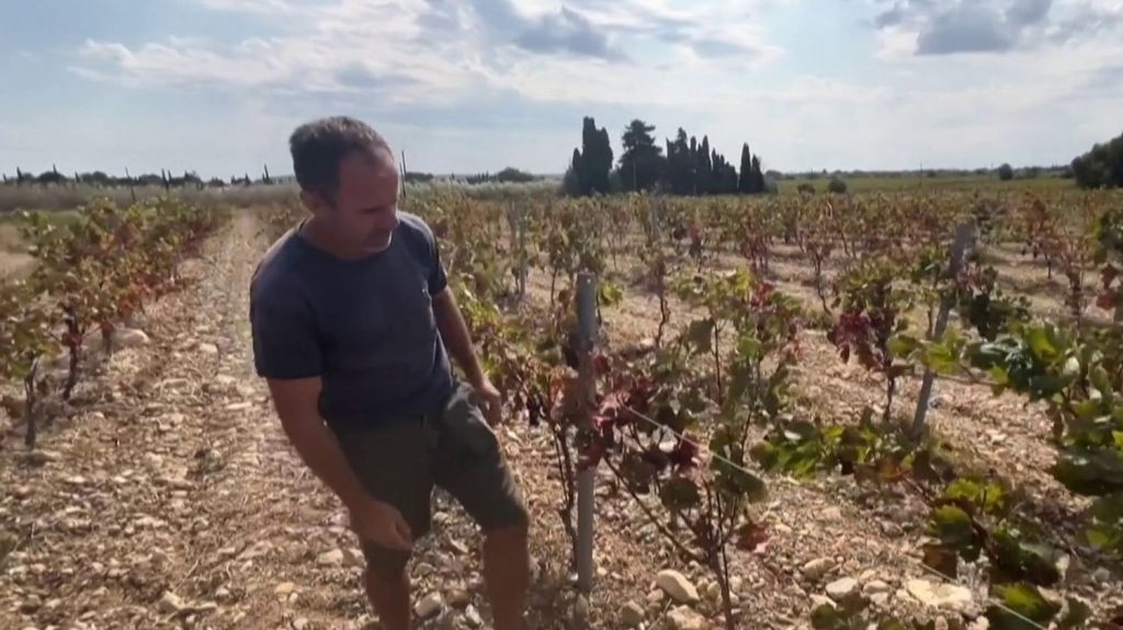 Aude : des vendanges calamiteuses à cause de la sécheresse
Après un printemps très chaud et un été caniculaire dans l'Aude, les vignerons sont confrontés à de mauvaises récoltes en 2024. D'autres départements sont également touchés.