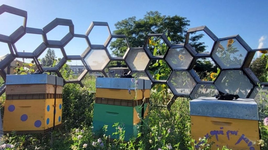 À la découverte du monde apicole avec l'Api'Week
Organisé partout en France jusqu'au 13 octobre, cet événement permet de découvrir les métiers et les produits de la ruche. À l'occasion de cette 4e édition, Ingrid Pohu a suivi un apiculteur parisien.