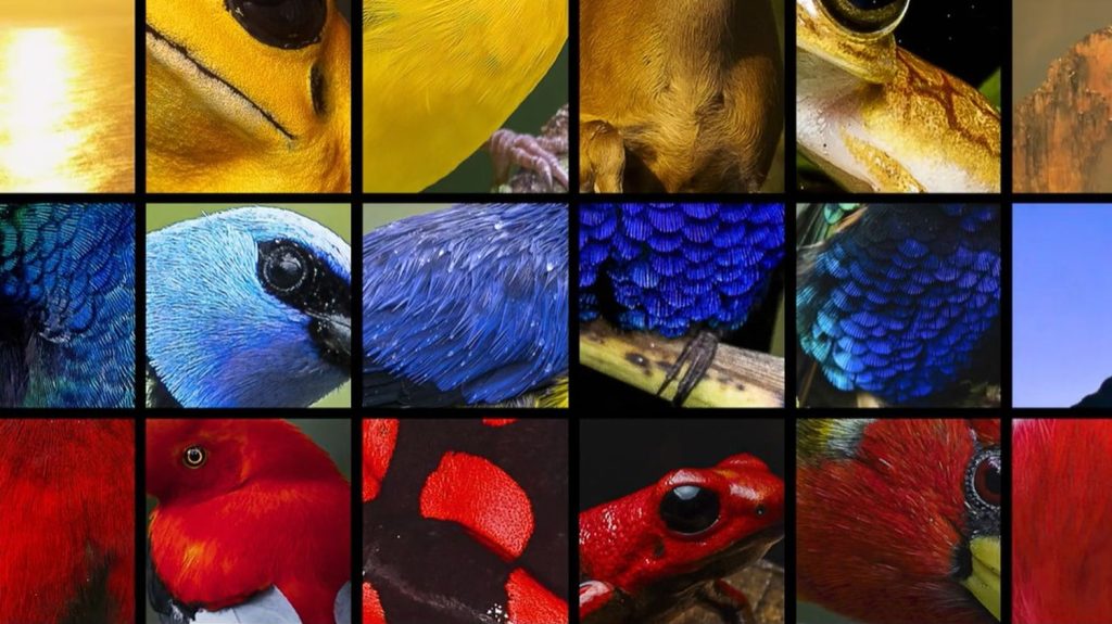 À écouter : oiseaux, baleine et jaguar ont été réunis pour chanter l'hymne de la Colombie pour la COP16
Les sons ont été prélevés dans la nature et assemblés par le producteur de musique Miguel de Narvaez.