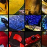 À écouter : oiseaux, baleine et jaguar ont été réunis pour chanter l'hymne de la Colombie pour la COP16
Les sons ont été prélevés dans la nature et assemblés par le producteur de musique Miguel de Narvaez.