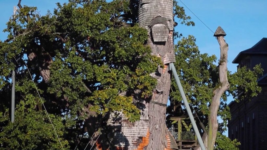 Patrimoine : à la découverte du chêne d’Allouville, l’arbre le plus vieux de France
En Normandie, le petit village d'Allouville-Bellefosse doit sa notoriété à un arbre millénaire considéré comme le plus vieux chêne de France. Après avoir survécu à plusieurs phénomènes, il est aujourd'hui en danger.