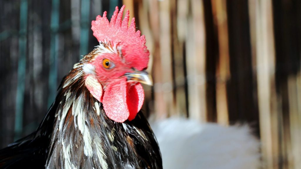 Coq accusé de chanter trop fort : en Isère, la notion de "campagne" au cœur d'un conflit de voisinage
Un couple d'Isérois est convoqué devant la justice en janvier 2025 à cause de leur coq, jugé dérangeant par une voisine, installée dans la commune depuis trois ans.