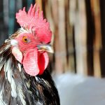 Coq accusé de chanter trop fort : en Isère, la notion de "campagne" au cœur d'un conflit de voisinage
Un couple d'Isérois est convoqué devant la justice en janvier 2025 à cause de leur coq, jugé dérangeant par une voisine, installée dans la commune depuis trois ans.