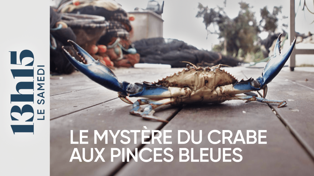 "13h15 le samedi". Le mystère du crabe aux pinces bleues
Depuis de nombreuses années, le crabe bleu prolifère en Méditerrannée, déséquilibrant des écosystèmes fragiles et impactant la vie de pêcheurs découragés face à cette espèce invasive qui détruit tout sur son chemin.