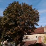 Plus beaux villages de France : à la découverte de la cité médiévale de Villeneuve-d'Aveyron
Dans l'Aveyron, la commune de Villeneuve-d'Aveyron vient d'obtenir le label des plus beaux villages de France. Une fierté pour le maire et les habitants de cette magnifique cité médiévale, que le 13 Heures vous fait visiter.