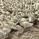 Vaccination des canards : il y aura une "large offre" de foie gras pour "toutes les catégories de budget" pour les fêtes de Noël, selon la filière
Les éleveurs de palmipèdes et les producteurs de foie gras respirent après plusieurs saisons catastrophiques à cause de la grippe aviaire.