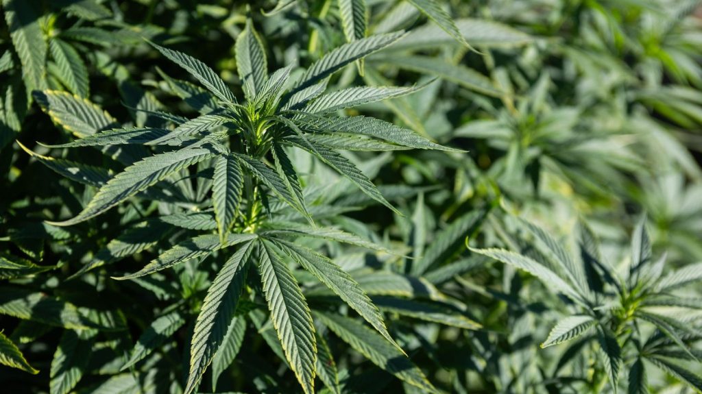 Le chanvre, une plante aux 1000 vertus
Nous sommes en pleine période de récolte du chanvre. Un produit qui connaît une nouvelle vie en cuisine, après en avoir mené plusieurs autres, et depuis longtemps.