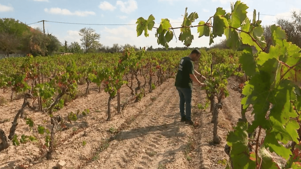 Arrache de vignes : face au plan proposé par la France à la Commission européenne, des viticulteurs partagés
La France a proposé un plan à la Commission européenne qui prévoit 4 000 euros par hectare de vigne arraché pour les viticulteurs, afin de les aider à se diversifier face à la baisse de la consommation de vin. Mais les viticulteurs ne le voient pas tous d'un bon œil.
