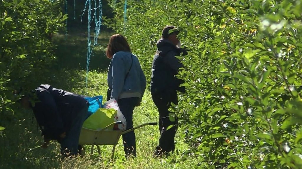 Récolte de pommes : le succès des fruits à cueillir soi-même
Le succès des fruits et légumes à cueillir soi-même se confirme. C’est le cas pour les pommes. Des groupements de producteurs proposent aux clients de venir dans les vergers. Il est possible de prendre ce que l’on veut à un petit prix.
