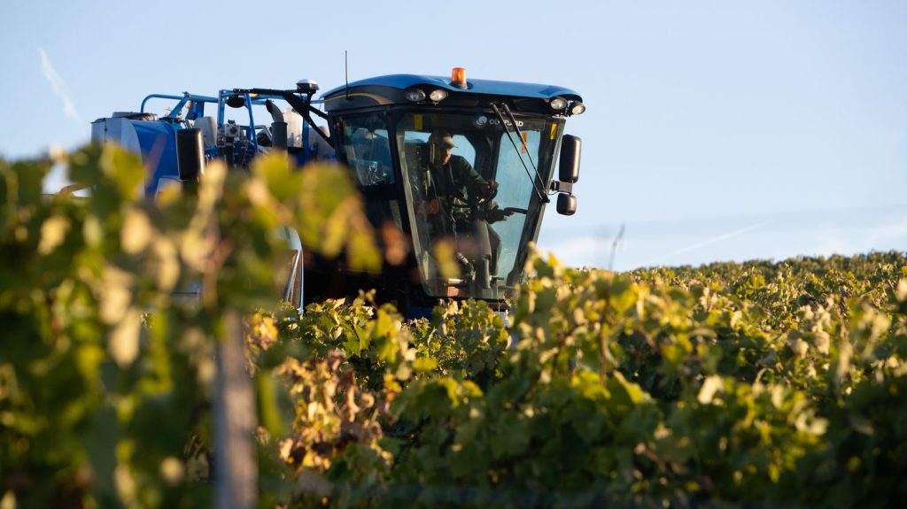 "On se sent complètement sacrifiés par l'Etat" : déjà en difficulté, les producteurs de cognac enfoncés par la hausse des prix vers la Chine
Déjà mis en difficulté par le contexte économique et par une mauvaise récolte en cours, les producteurs de cognac vont devoir faire face à une forte hausse du prix de leurs bouteilles en Chine.
