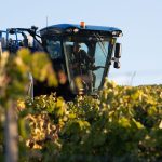 "On se sent complètement sacrifiés par l'Etat" : déjà en difficulté, les producteurs de cognac enfoncés par la hausse des prix vers la Chine
Déjà mis en difficulté par le contexte économique et par une mauvaise récolte en cours, les producteurs de cognac vont devoir faire face à une forte hausse du prix de leurs bouteilles en Chine.