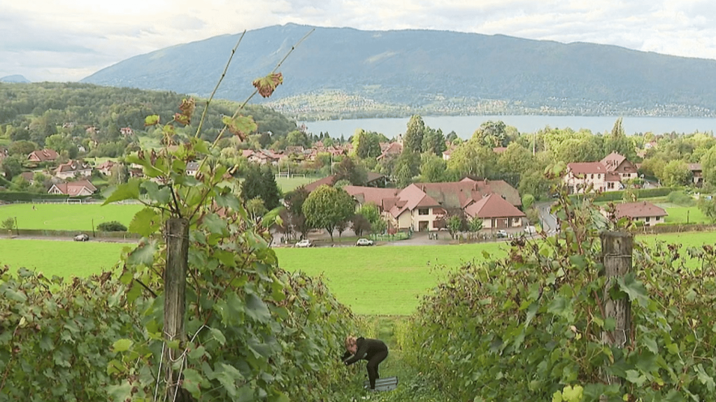 Viticulture : sur la rive est du lac d'Annecy, la renaissance d'un vignoble
À Menthon-Saint-Bernard, sur la rive est du lac d'Annecy, en Haute-Savoie, Florent Héritier et ses équipes tentent de faire revivre d'anciennes terres viticoles tombées à l'abandon, en cultivant des cépages savoyards traditionnels.