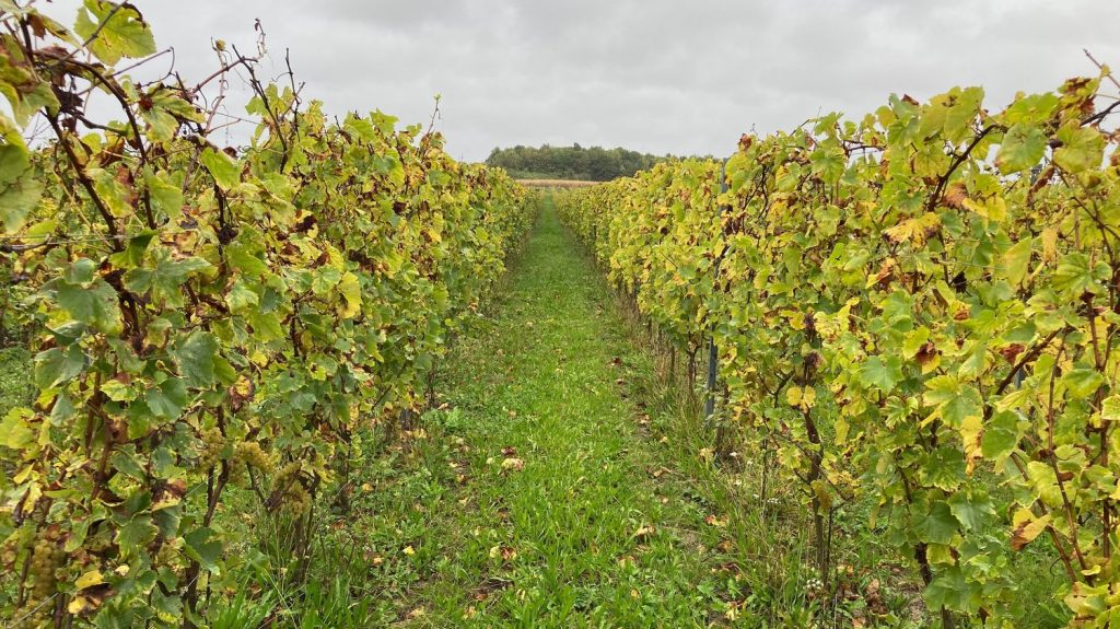 :
Reportage
"Les températures dans les Hauts-de-France conviennent tout à fait" : quand le changement climatique fait remonter la viticulture vers le nord
C'est une preuve concrète du changement climatique et de la capacité des agriculteurs à s'y adapter : on fabrique désormais du vin dans le nord de la France.