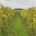 :
Reportage
"Les températures dans les Hauts-de-France conviennent tout à fait" : quand le changement climatique fait remonter la viticulture vers le nord
C'est une preuve concrète du changement climatique et de la capacité des agriculteurs à s'y adapter : on fabrique désormais du vin dans le nord de la France.