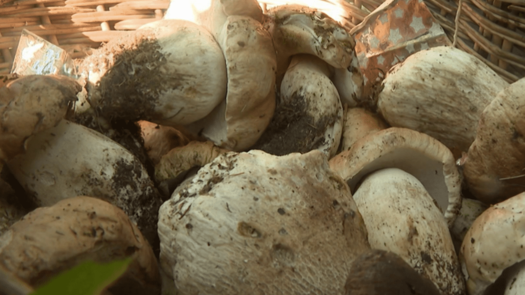 Récolte : à la recherche du cèpe, un champignon automnal pour une cuisine de saison
Samedi 2 novembre, la rubrique "Les petits plats dans l'écran" vous apprend à repérer et à cuisiner les cèpes. Direction le sud de la France.