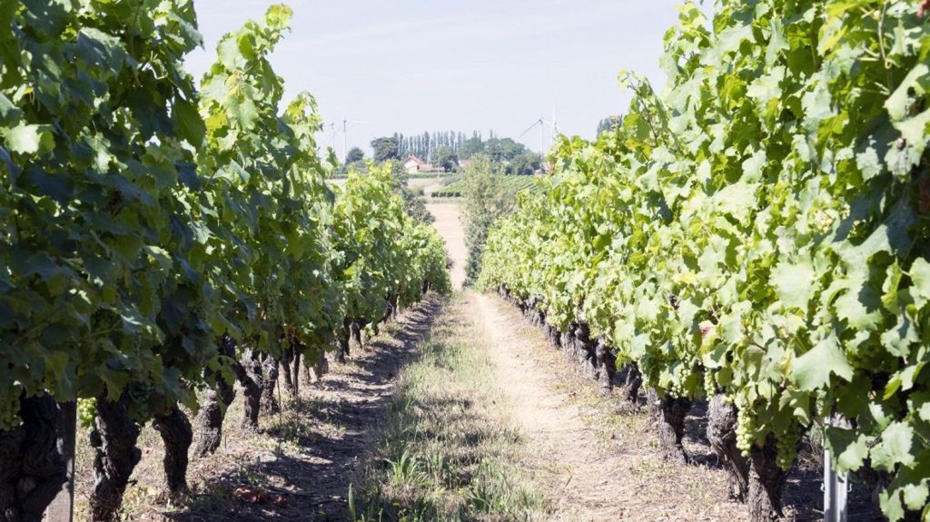 La production viticole 2024 en France est attendue en recul de 23% sur un an
La publication de cette nouvelle estimation intervient alors que les représentants des agriculteurs, viticulteurs inclus, s'apprêtent à lancer un nouveau mouvement de protestation pour défendre leurs revenus.