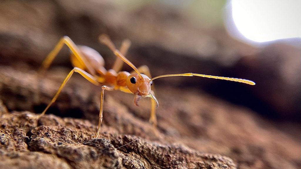 Un nouveau foyer de fourmis électriques découvert dans le Var
C'est le propriétaire d'une maison de vacances à la la Croix-Valmer qui a alerté les autorités après avoir repéré des piqûres sur ses enfants, révèle France Inter.