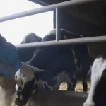 Des dispositifs pour faire face au stress dans le monde agricole
En réponse au stress croissant et au risque de burn-out dans le secteur, la MSA a mis en place des dispositifs de soutien, comme le réseau sentinelle et le service d'écoute 3114, pour aider les agriculteurs en difficulté.