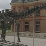 Enchères : un dinosaure géant en vente dans les Yvelines
Vulcain est un apatosaure de plus de 20 mètres de long et de 4 mètres de haut. L'herbivore, découvert dans le Wyoming, aux États-Unis, sera présenté aux enchères samedi 16 novembre, au château de Dampierre-en-Yvelines.