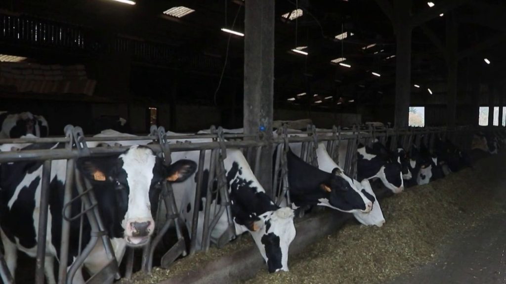 Agriculture : des pistes pour rendre les exploitations laitières plus vertes
Chaque année, la filière laitière consacre entre 200 000 et 250 000 euros pour réduire les émissions de carbone des exploitations. Les solutions pour se verdir sont multiples.