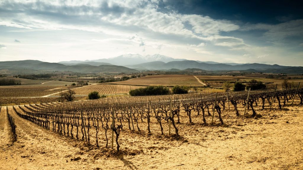 Près de 14% du vignoble des Pyrénées-Orientales va disparaître via le plan d'arrachage de l'État
Plusieurs centaines de vignerons du département vont bénéficier du dispositif et seront indemnisés à hauteur de 4 000 euros par hectare arraché.
