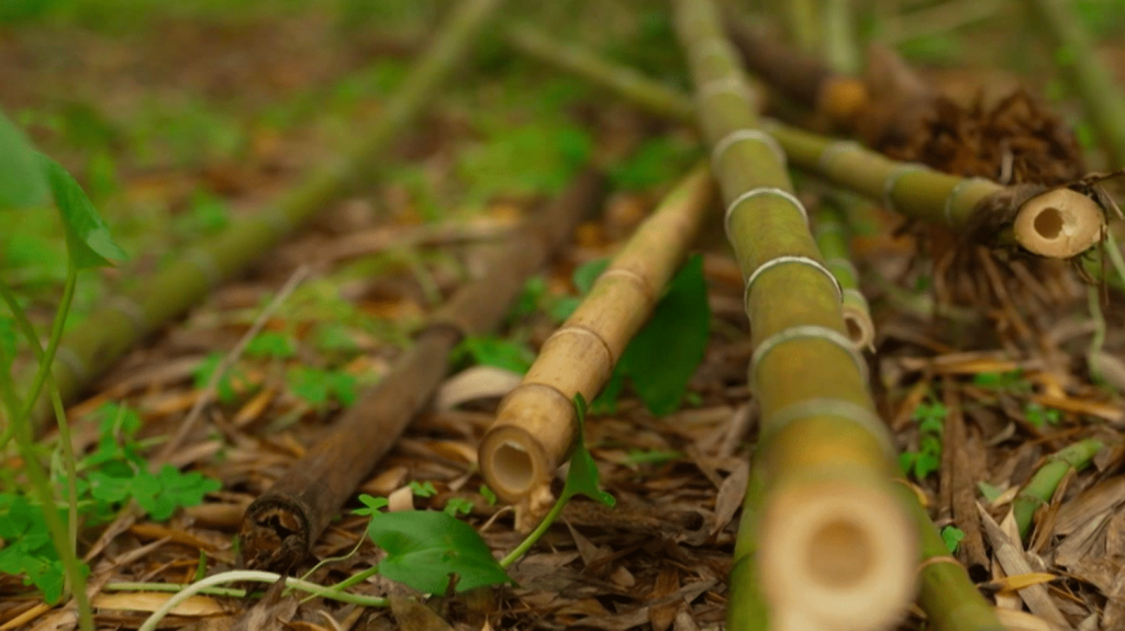 Agriculture : le bambou, une petite révolution et une future mine verte ?
La culture du bambou permet de capter les émissions de CO2. En France, depuis cinq ans, certains agriculteurs en ont planté des forêts, qui leur permettent d’obtenir des certificats carbone, revendus aux industriels qui doivent compenser leurs émissions.