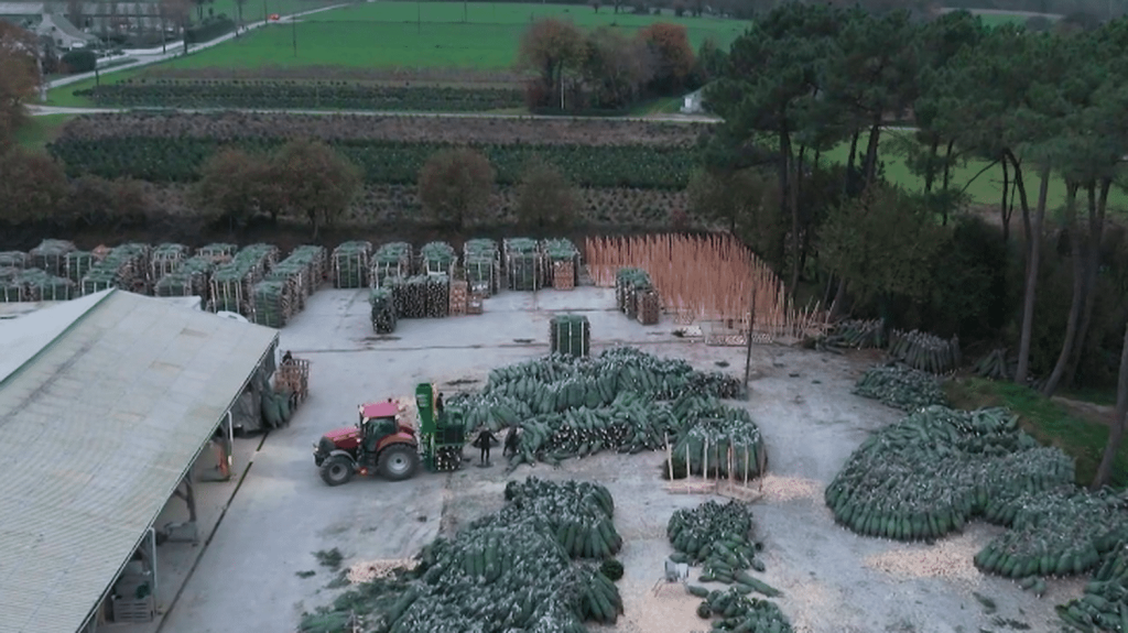 Noël : le sapin du Morbihan se taille une place sur le marché
En 2023, 6 millions de sapins naturels ont été achetés en France. Reportage dans le Morbihan, où la récolte a déjà débuté.