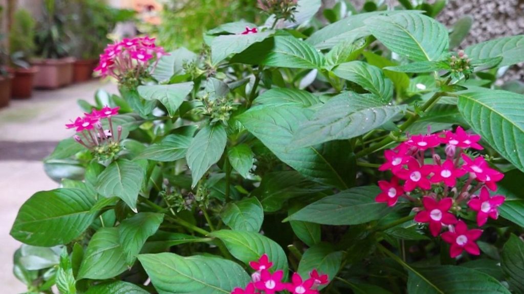 À Nice, un habitant fait fuir les dealers avec des pots de fleurs
Un habitant de Nice a fait installer plusieurs végétations et bacs de fleurs pour mettre fin au trafic de drogue dans son quartier, en investissant plus de 8 000 euros.