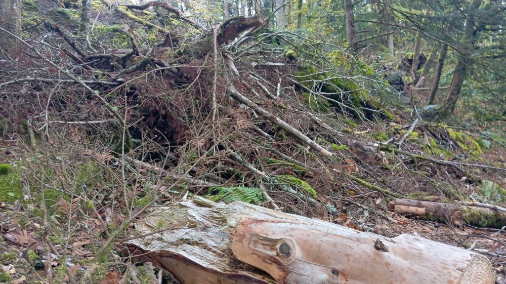 "Si les chevreuils ne les mangent pas, ce sera le futur de la forêt" : en Bretagne, un an après la tempête Ciaran, la nature renaît
Alors que de nombreuses forêts bretonnes ont été ravagées par le passage de la tempête Ciaran en novembre 2023, un an après la nature se renouvelle peu à peu, même s'il faudra attendre des décennies pour retrouver les paysages d'avant.