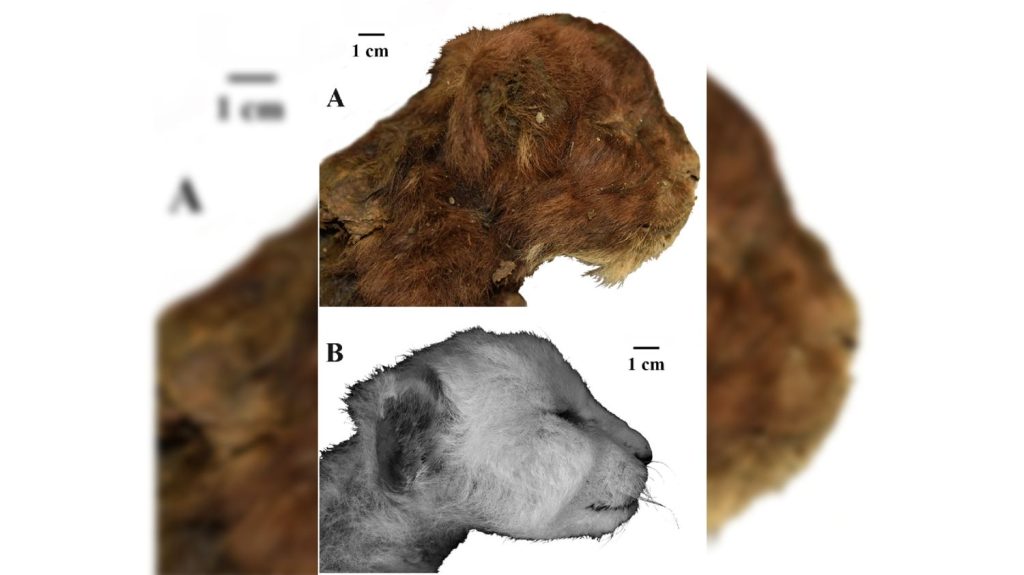 Sibérie : des scientifiques découvrent les restes d'un chat à dents de sabre momifié dans le pergélisol sibérien depuis 35 000 ans
L'analyse au carbone 14 a confirmé que l'animal vivait il y a plusieurs dizaines de milliers d'années sur les terres de Sibérie, comme son cousin, le Smilodon, ce fameux tigre à dents de sabre.