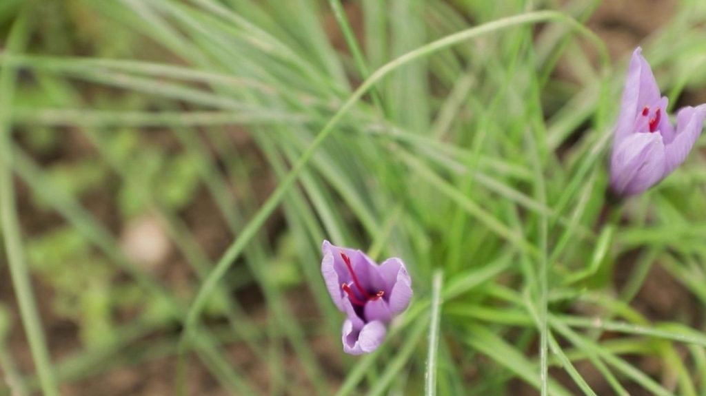 Du safran en Alsace, le pari fou d'une ancienne assistante commerciale reconvertie en productrice
Nathalie Lebran, ancienne assistante commerciale, s'est lancée dans la production de safran en Alsace. Un produit rare dans l'Hexagone, qui s'adapte pourtant bien au climat.