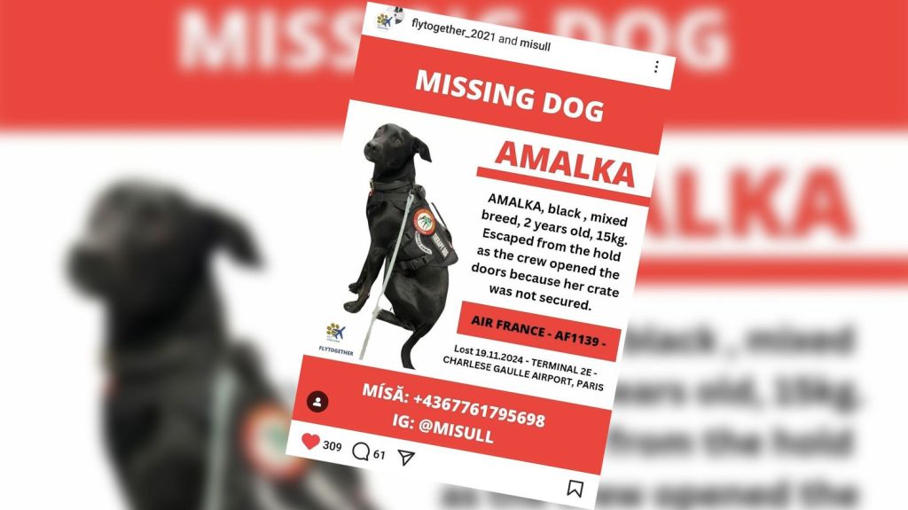 :
Témoignage
"Ca fait une semaine que je vis à l'aéroport" : la détresse de cette touriste qui cherche sa chienne perdue à Roissy-Charles de Gaulle
Míša, une touriste tchèque est à la recherche d'Amalka, sa petite chienne perdue à l'aéroport de Roissy-Charles de Gaulle, depuis mardi dernier. De gros moyens ont été mis en place.