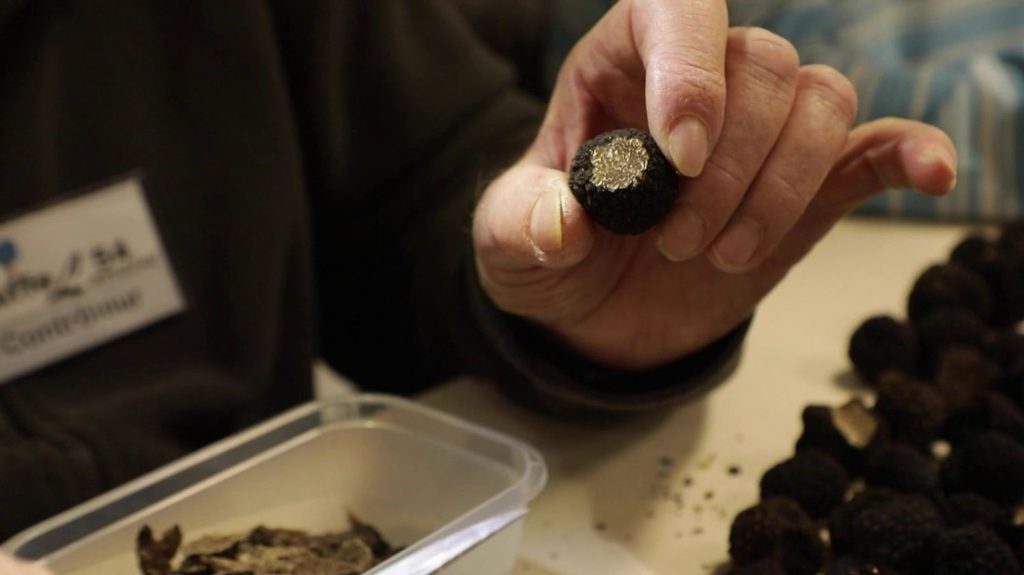 La Lorraine, un terrain propice à la pousse des truffes
La truffe de Bourgogne fait fureur. Récoltée en Lorraine, elle se développe de plus en plus dans toute la région du Grand-Est.