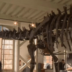 Enchères : le dinosaure Vulcain a été vendu à 6 millions d’euros
Le squelette de Vulcain, un apatosaure, a été vendu lors d’une vente aux enchères, samedi 16 novembre à Dampierre-en-Yvelines. Âgé de 150 millions d’années, il avait été découvert aux États-Unis en 2018.