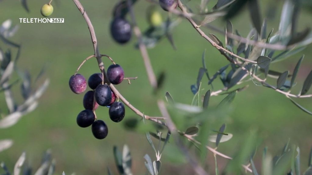 Crise du vin : première récolte d'olives dans un vignoble du Bordelais
Après avoir arraché leurs vignes, des viticulteurs du Bordelais, en Gironde, se tournent vers l'olive pour faire face à la crise qui touche leur secteur.