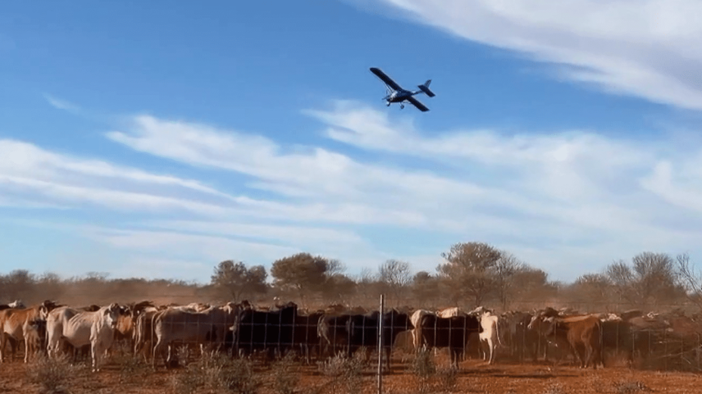Australie : rencontre avec Ben Mason, cow-boy des airs du Queensland
Cap sur l'Australie et ses espaces aux allures de westerns. Ce mardi 3 décembre, le guide s’appelle Ben Mason. Il est à la tête d'une ferme de 750 km² et de quelque 2 000 têtes de bétail.