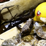 Ostréiculteurs : les huîtres du bassin d'Arcachon à nouveau à la fête
Noël dernier avait été catastrophique pour les ostréiculteurs du bassin d'Arcachon (Gironde). La vente d'huîtres avait été interdite en raison d'un virus transmissible à l'homme. Si les ostréiculteurs se serrent la ceinture en cette fin d'année, la saison est bonne, et ils se sont adaptés pour éviter de revivre cette situation.