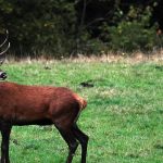 Dans l’Orne, l'indignation après la mise à mort d'un cerf lors d'une chasse à courre
Ce grand cerf a été abattu contre un mur du cimetière de Colombiers, début décembre, semant la désolation parmi les habitants